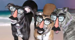 Joe, Logan & Greta of T-Legs
