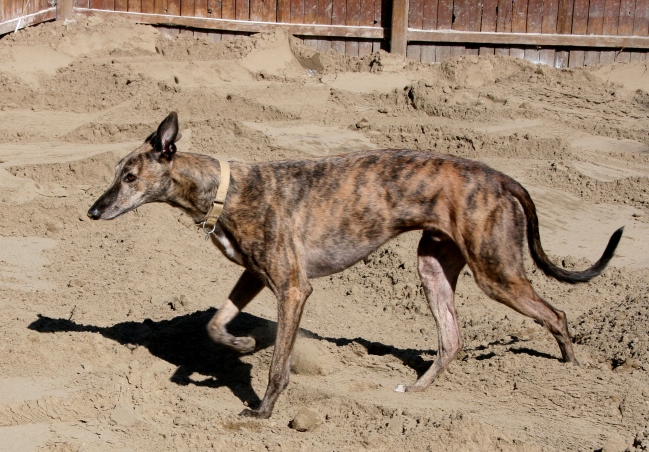 New Sand!