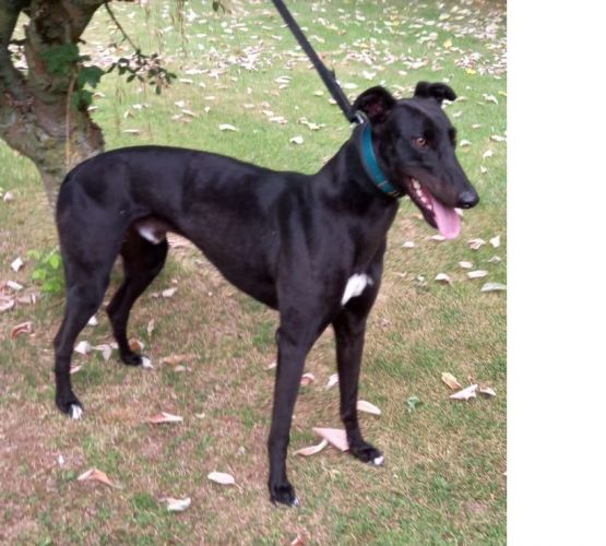 Northern Greyhound Adoptions